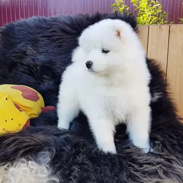 Pamuk Gibi Samoyed Yavrulari