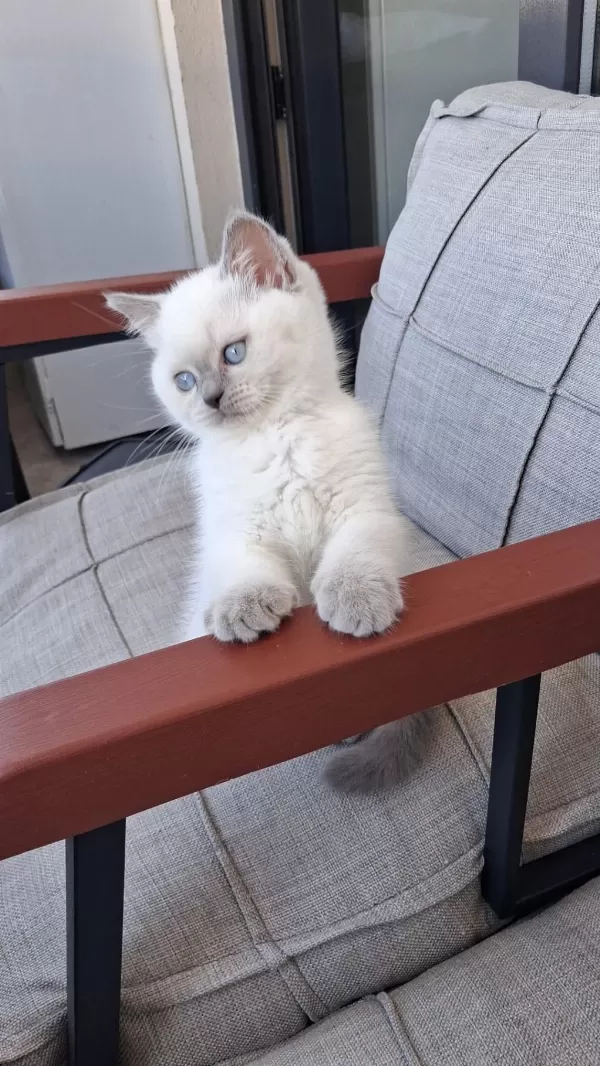 2 Aylik British Blue Point Sahiplendirilecektir