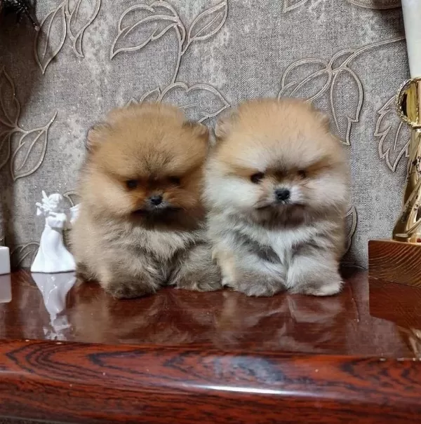 Efsane Pomeranian Boo Yavru Ayıcık Surat