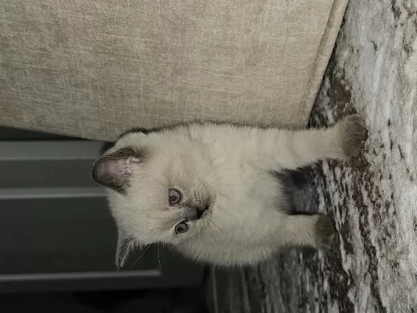 British Shorthair 1,5 Aylik Yavru