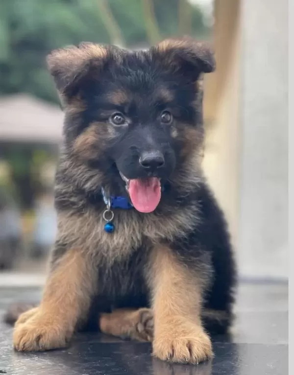 Evinizin Yeni Üyesi Alman Kurdu Kapıda Ödeme Vardır