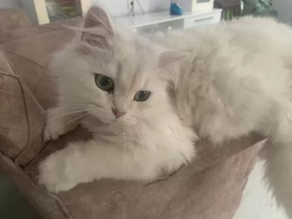 Kedim Bal Sahiplendiriyoruz
