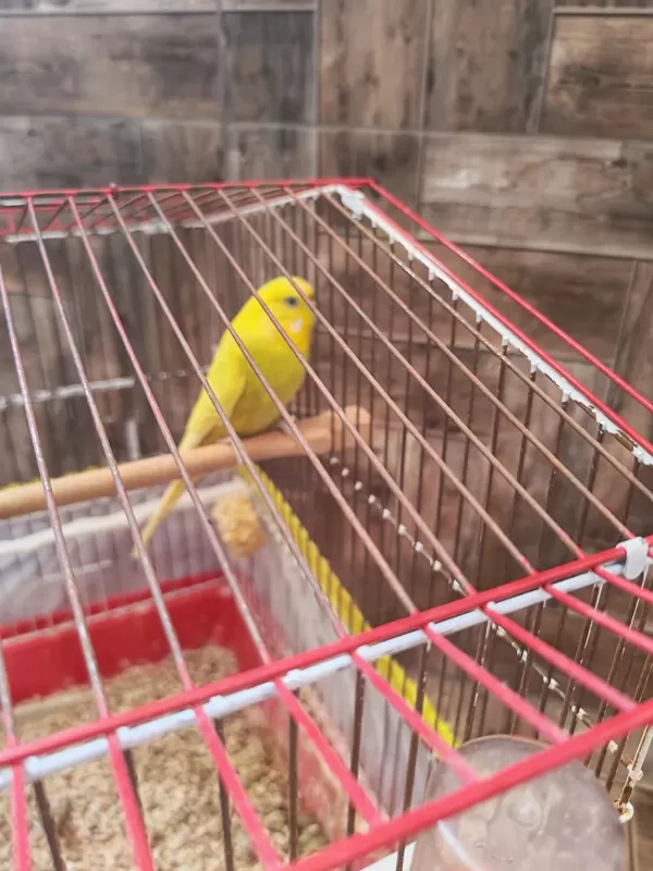 Muhabbet Kuşlarımı Sahiplendiriyorum