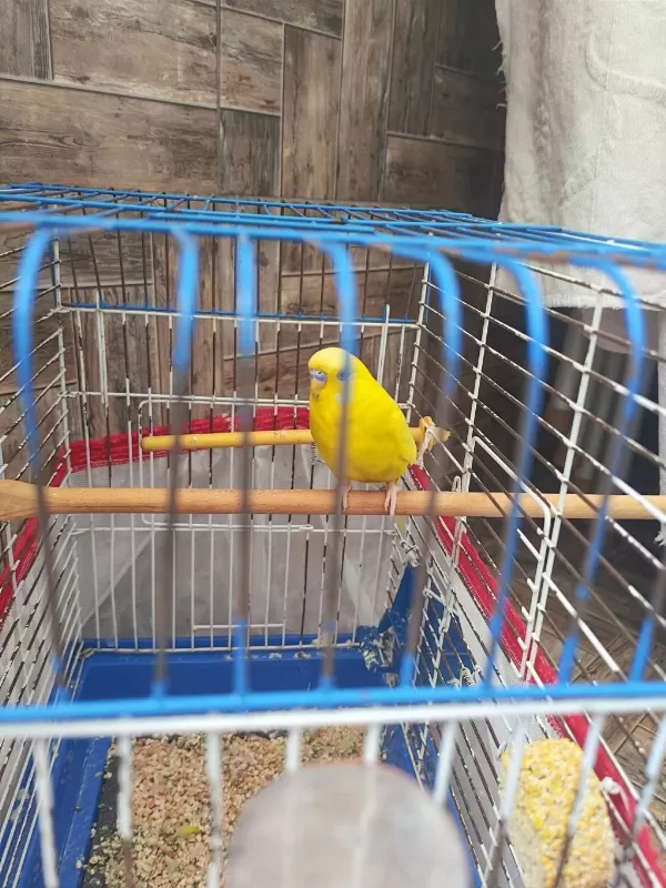 Muhabbet Kuşlarımı Sahiplendiriyorum