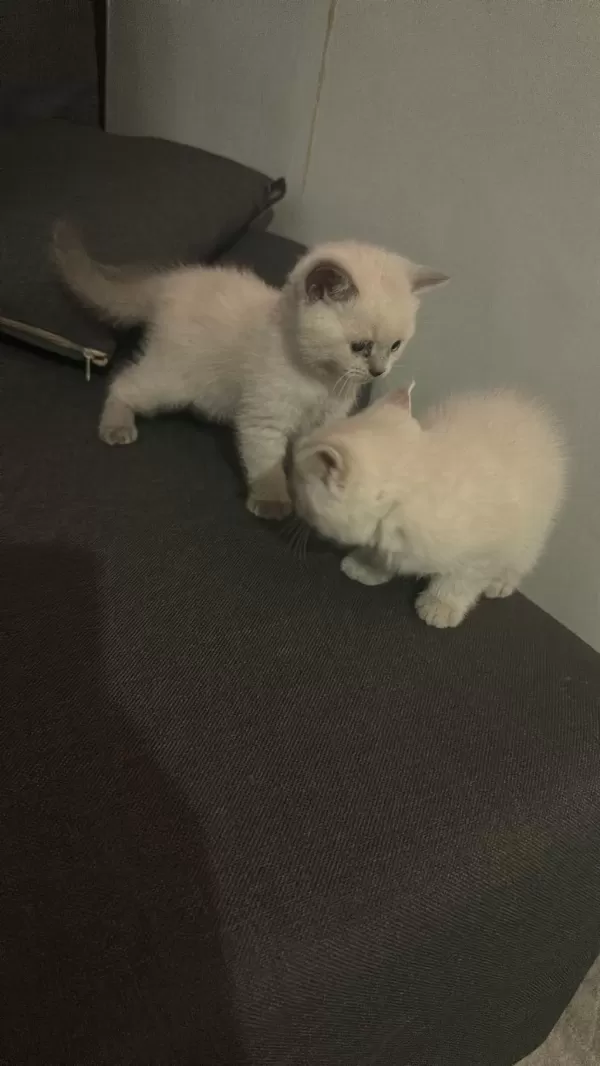 Siyam Kedisi 2 Aylık Yavru