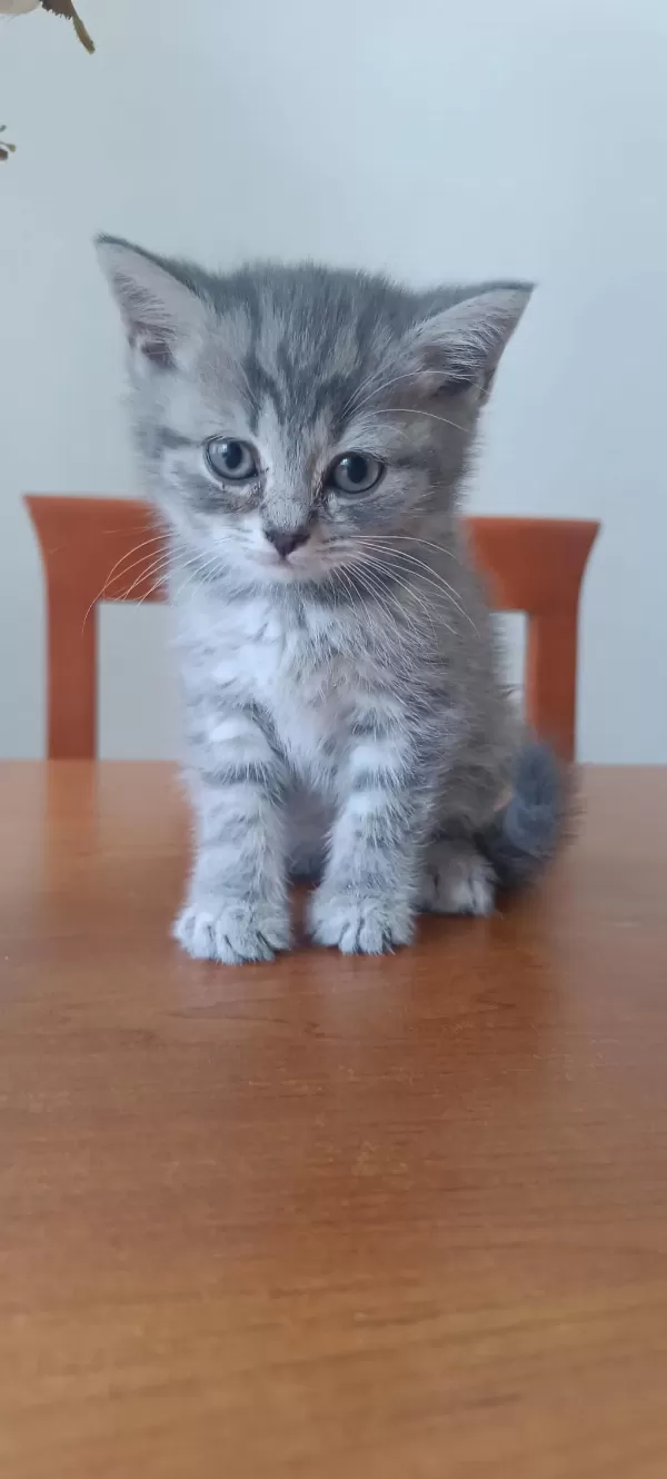 British Shorthair Yavrular