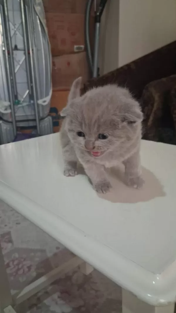 British Shorthair Gri Bebeklerimiz