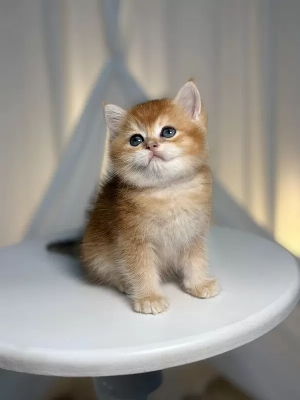 Ny11 Golden Shaded Yakışıklı British Shorthair