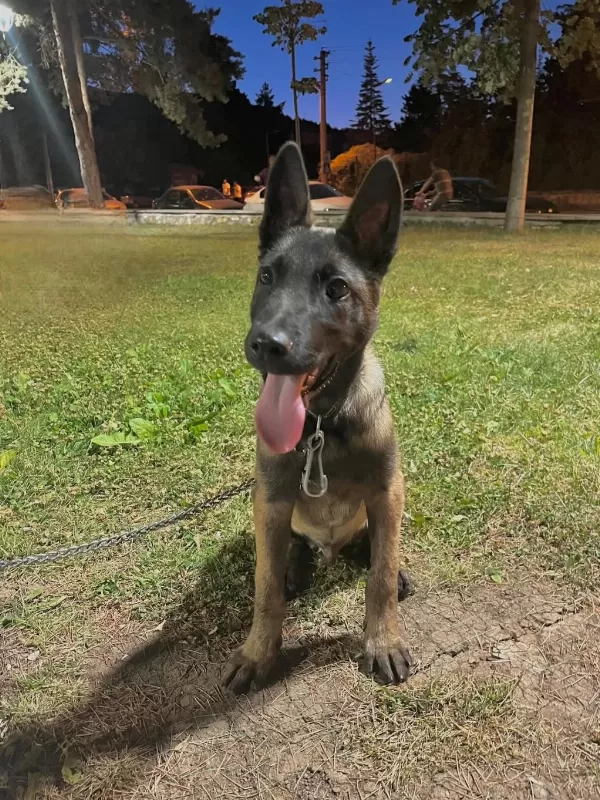 4 Aylık Malinois Belçika Kurdu