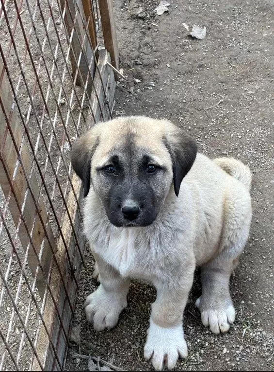 Orijinal Safkan Kangal Yavrular