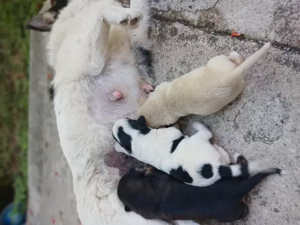 Yeni Sahibini Arıyor Yavru Köpekler