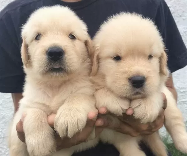Golden Retriever Yavrulari