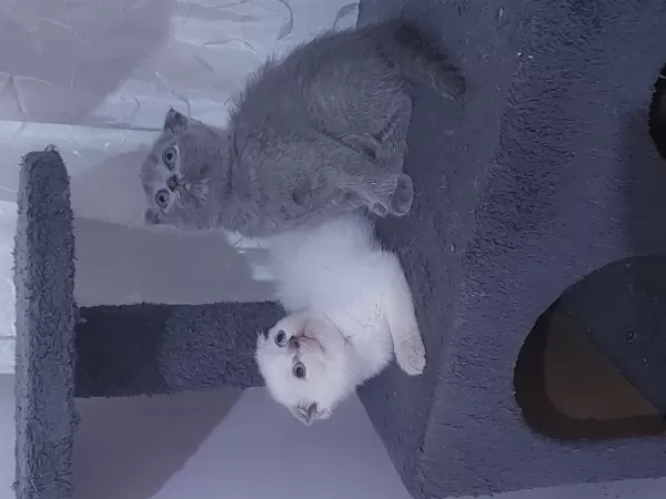Son 2 Adet Dişi Scottish Fold Topkafa Yavrular