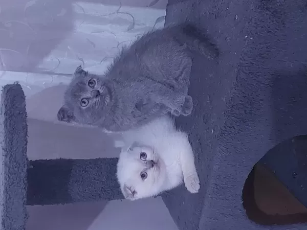 Son 2 Adet Dişi Scottish Fold Topkafa Yavrular