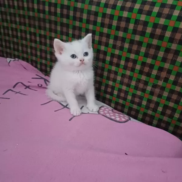 Küçük Minnak Kediler