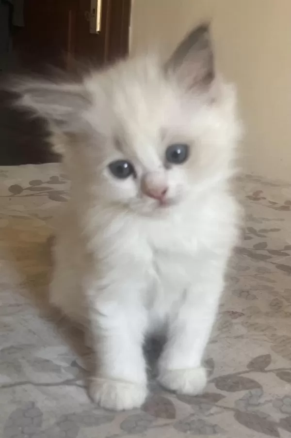 Safkan Ragdoll Yavrular