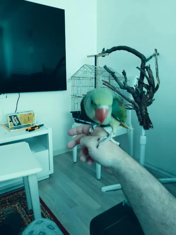 Bebek Alexander Papağanı 4 Aylık