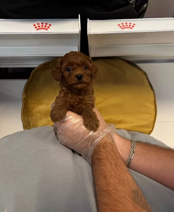 Gerçek Red Browne Toy Poodle Yavrularimiz