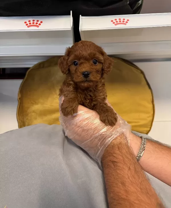 Gerçek Red Browne Toy Poodle Yavrularimiz