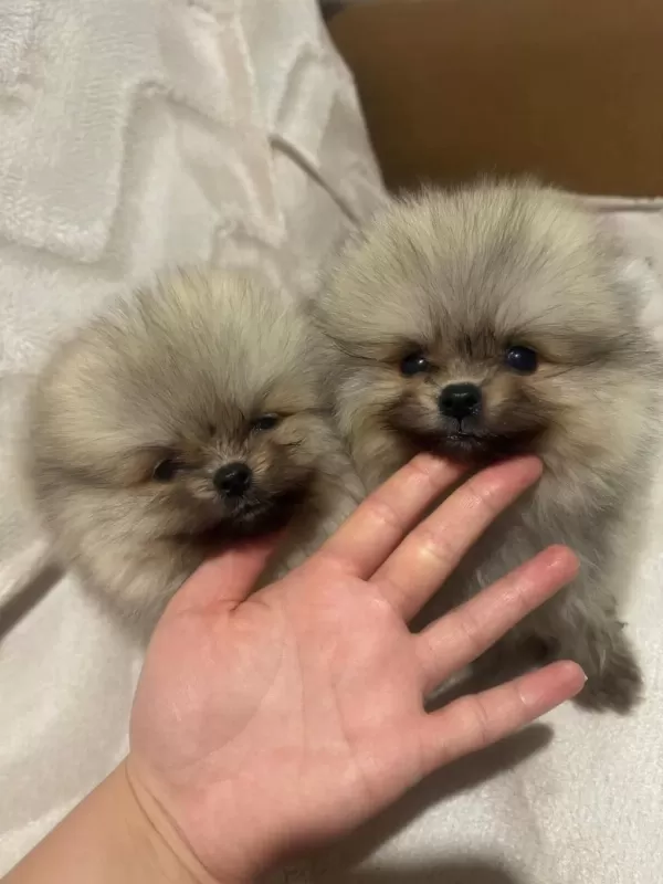 Tea Cup Pomeranian Yavrular