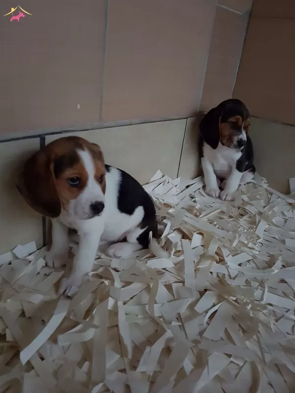 Beagle Yavruları Akkuş Üretim Çiftliğinden