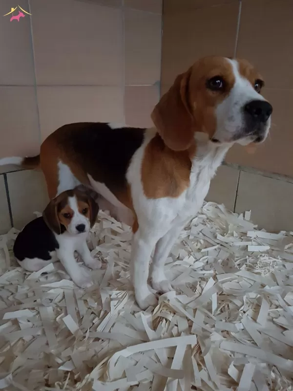 Beagle Yavruları Akkuş Üretim Çiftliğinden