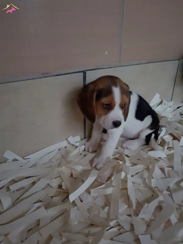 Beagle Yavruları Akkuş Üretim Çiftliğinden