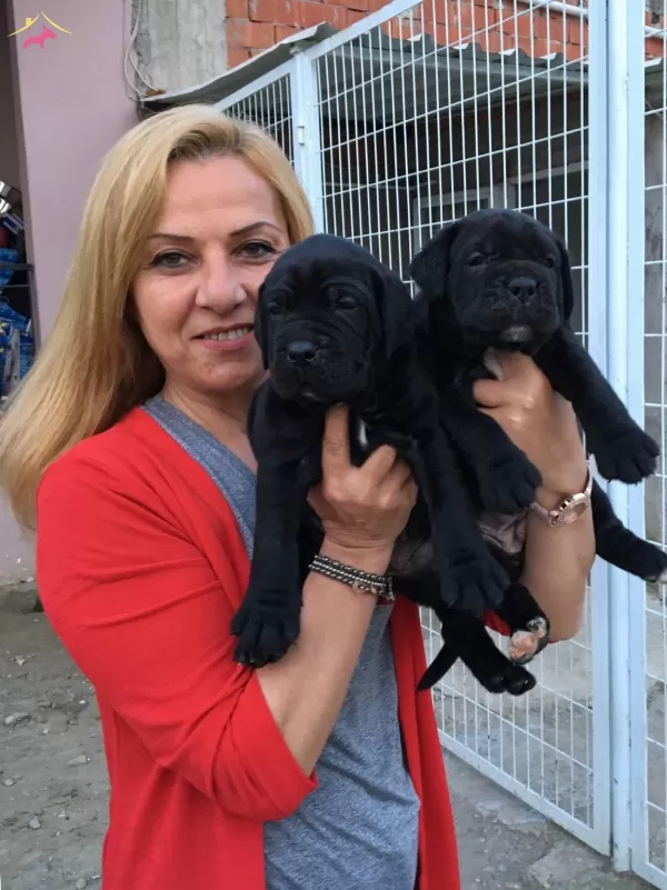 Dev Gibi Mukemmel Cane Corso Yavrularımız