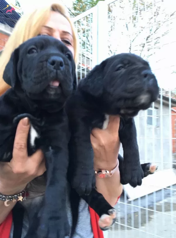 Dev Gibi Mukemmel Cane Corso Yavrularımız