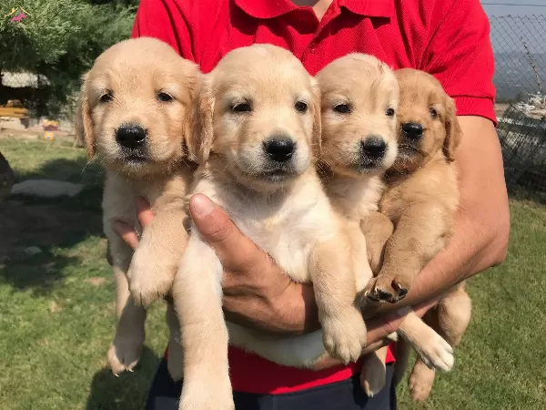 Bebek yüzlü Golden Yavrularımız