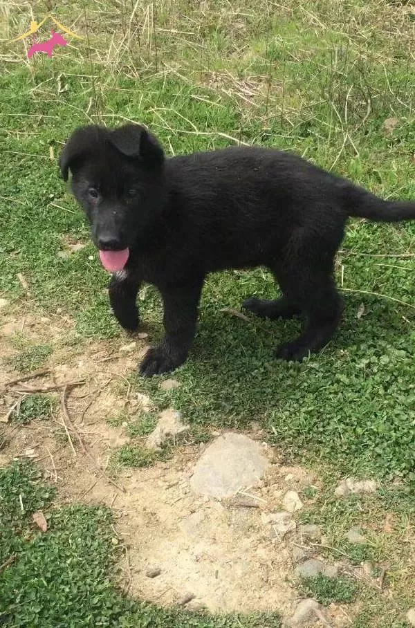 Scrli Muhteşem Yavrularımız