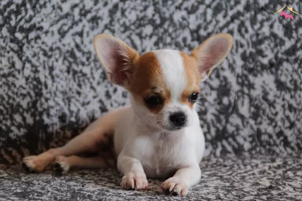 Irkının Nirvanası Chihuahua