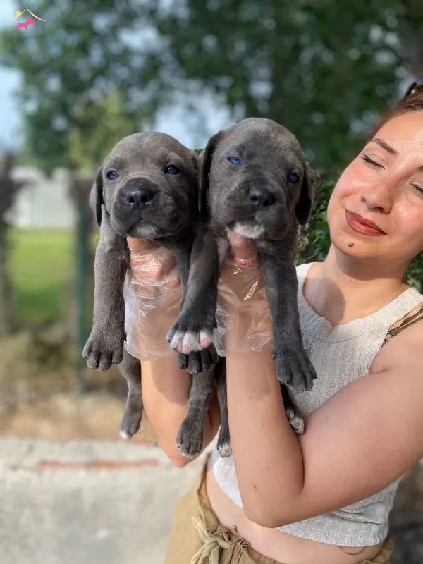 Irk Ve Sağlık Garantili Cane Corso Yavrularım