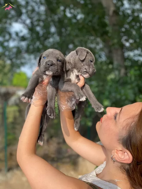 Irk Ve Sağlık Garantili Cane Corso Yavrularım