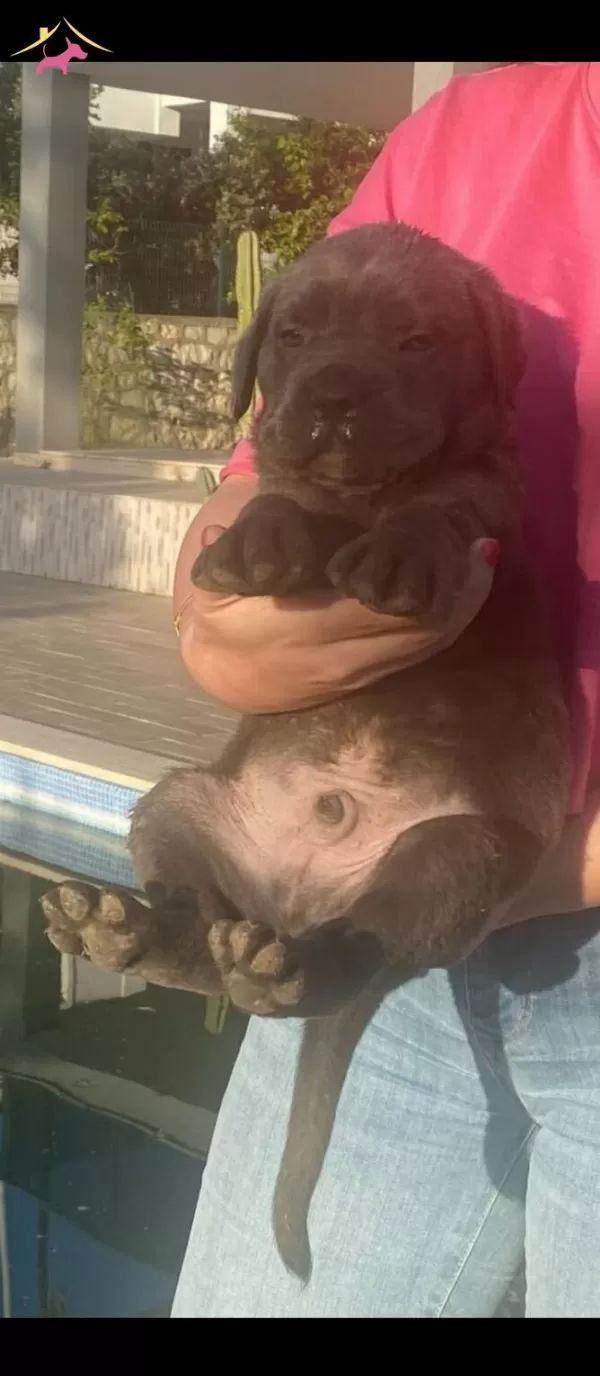 Dev Italiano Cane Corso Yavrular