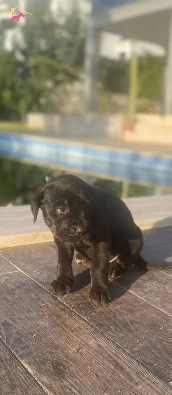 Dev Italiano Cane Corso Yavrular