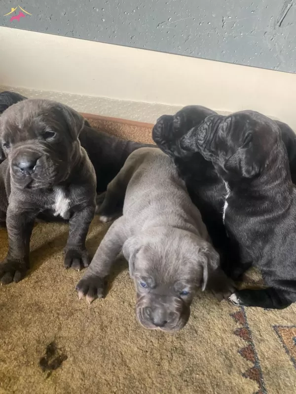 Harika Kondisyonlu Cane Corso