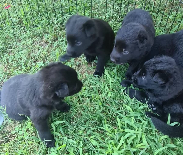 Akkus Uretim Ciftliginden Black Solid Alman Kurdu Yavruları