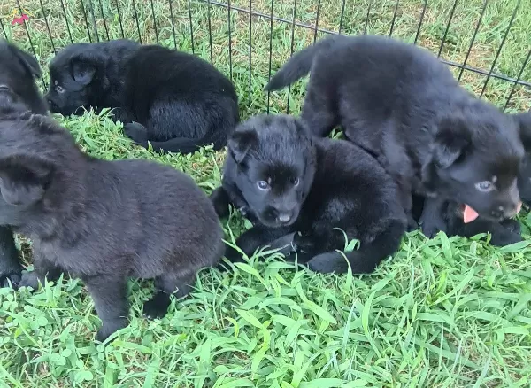 Akkus Uretim Ciftliginden Black Solid Alman Kurdu Yavruları