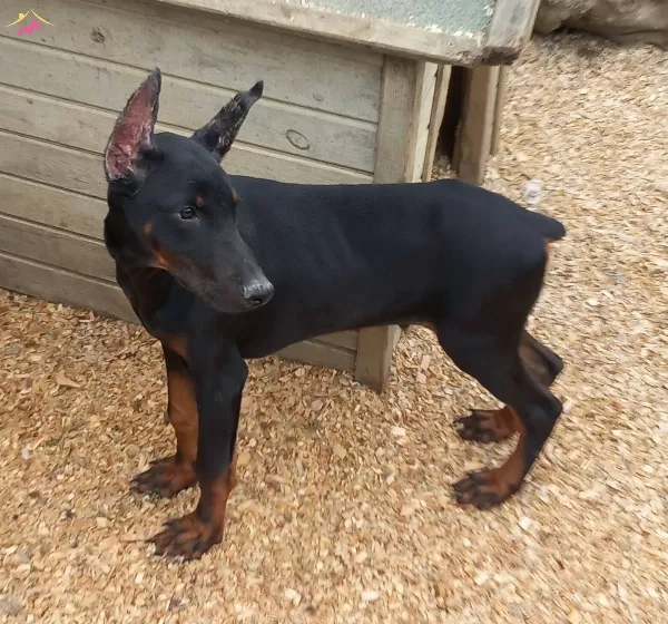 Erkek 4 Aylık Dobermanımız