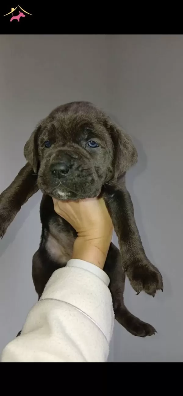 Blue Ve Otesi Cane Corsolar