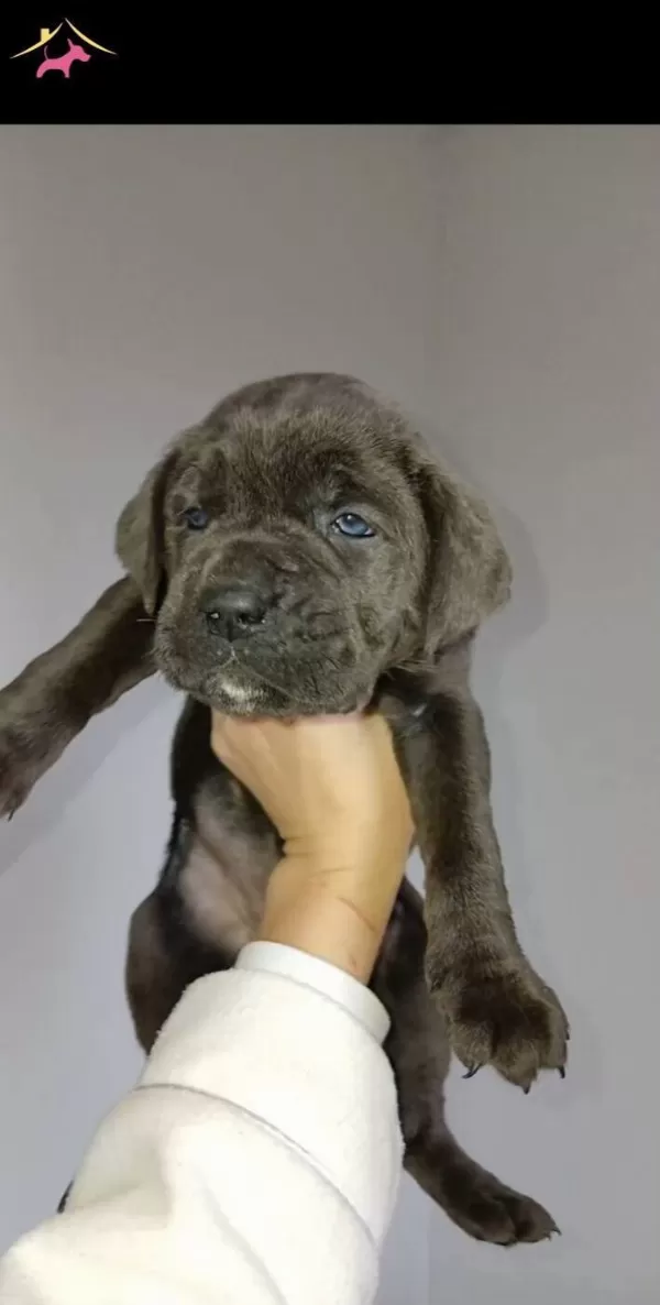 Blue Ve Otesi Cane Corsolar