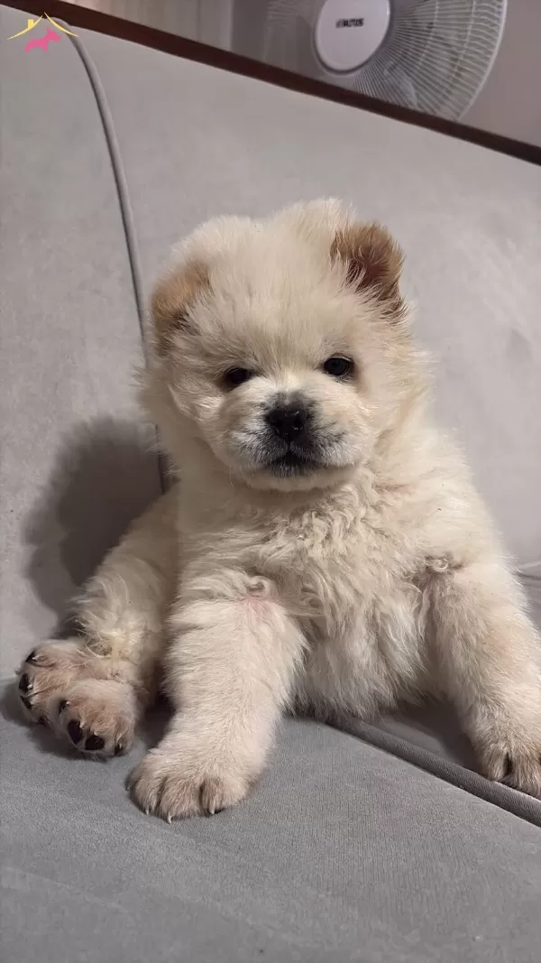 Asıları Yapılmıs Chow Chow