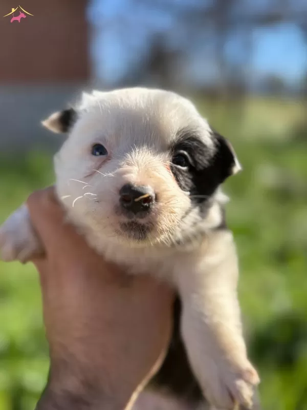 Red Merle Blue Merle Irk Ve Saglik Garantili Border Collie