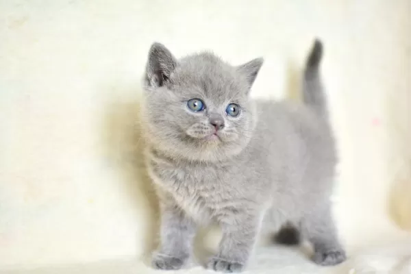 Küt Kafa Gri British Shorthair