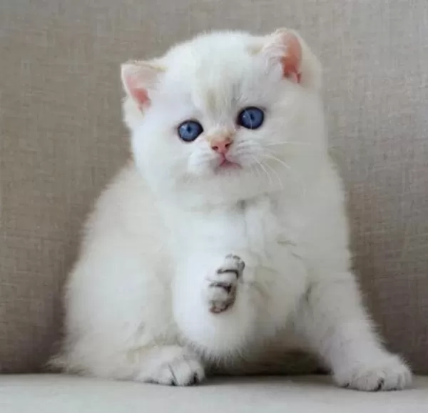 En Sakin Yavrularımızdan Ns1133 British Shorthair
