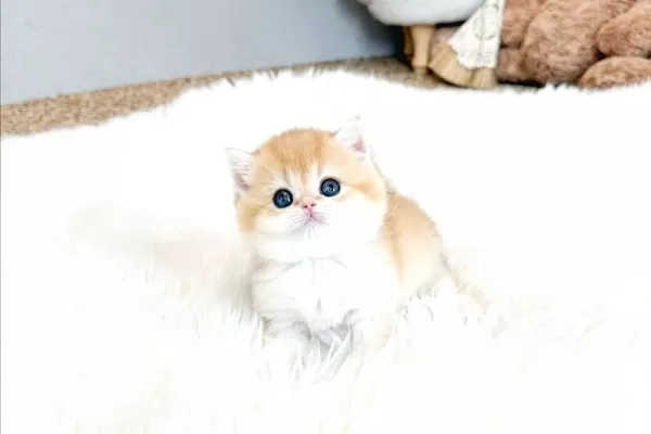 Sarı Kürklü Golden British Shorthair