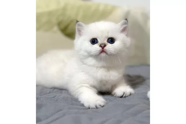 Bal Yanak Silver British Shorthair Ns1133