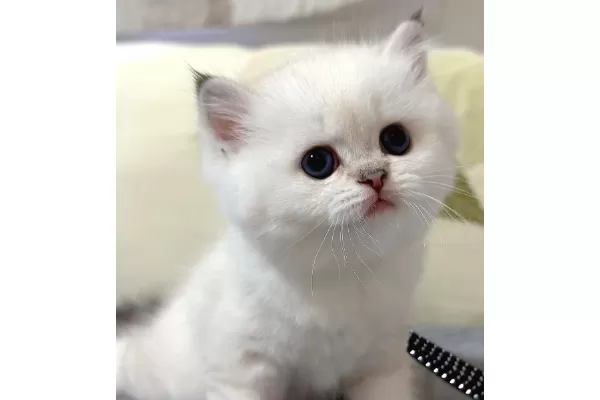 Bal Yanak Silver British Shorthair Ns1133