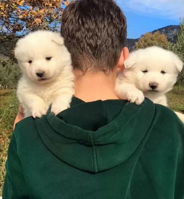Ust Kalite Samoyed Bebeklerimiz
